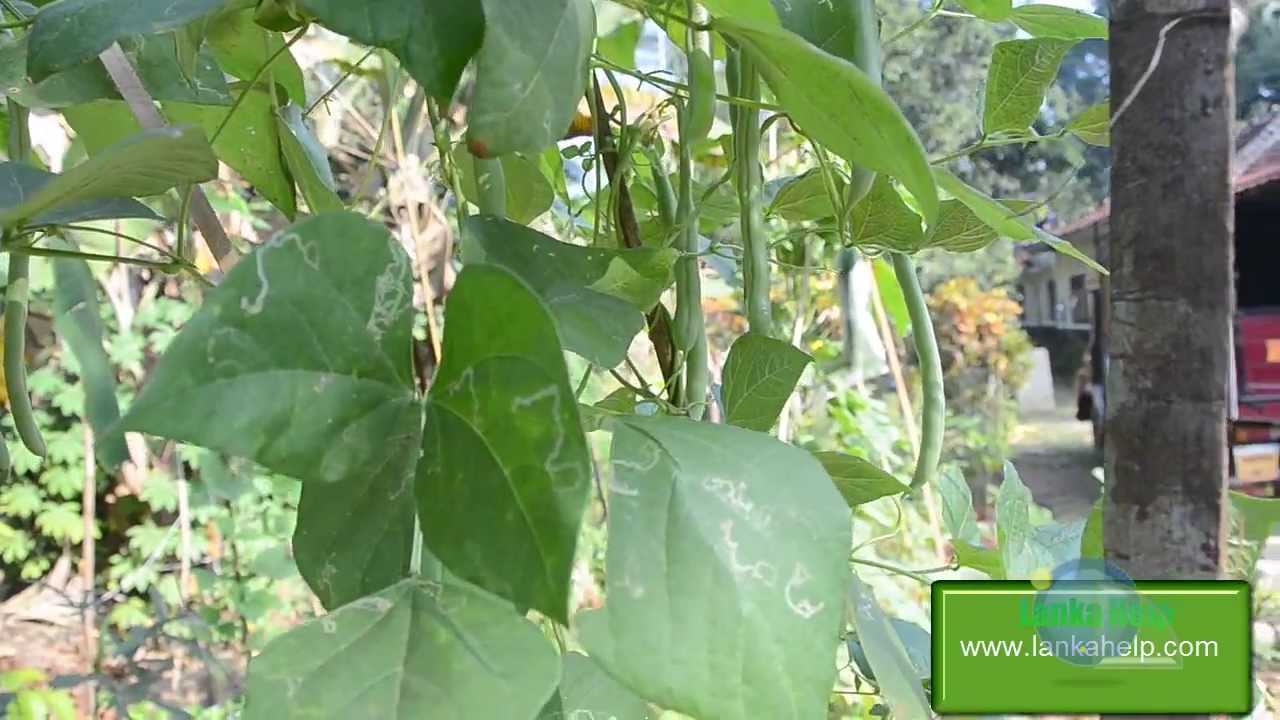 Green Bean in Low Country (Kalutara) in Sri Lanka YouTube
