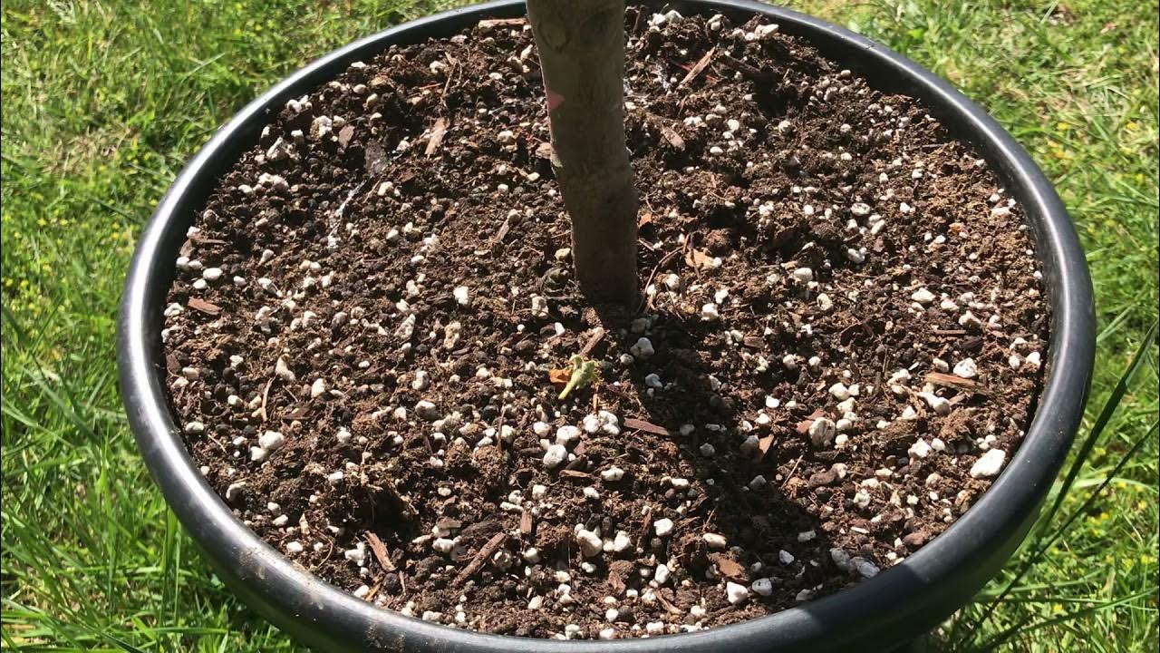 How to Water Fruit Trees & Citrus Trees YouTube