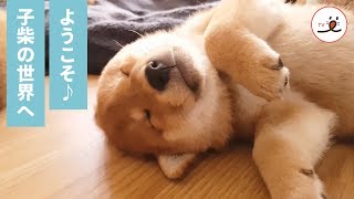 食べて、遊んで、甘えて、子柴たちは今日も楽しく大忙し💕【PECO TV】