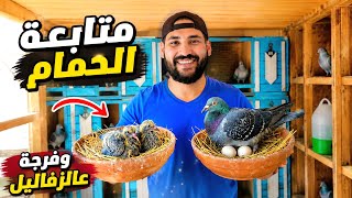 متابعة الحمام واليمام 😍وفرجة عالزغاليل كلها 👌