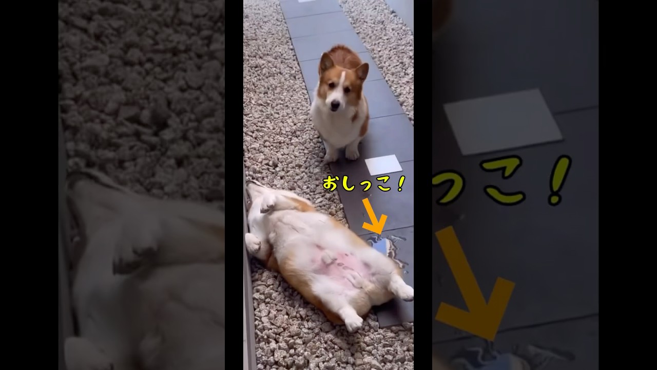 コーギーがへそ天コーギーにおしっこかけて激怒😅