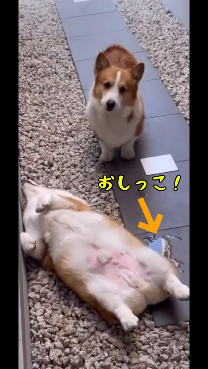 コーギーがへそ天コーギーにおしっこかけて激怒😅 - YouTube