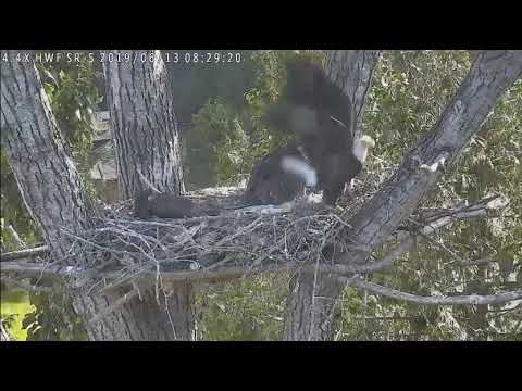 wildlife konusu Surrey Reserve eagle dad delivers breakfast