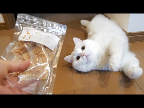 鶏肉ジャーキーを見た瞬間、目がきらきら輝くモフ猫！