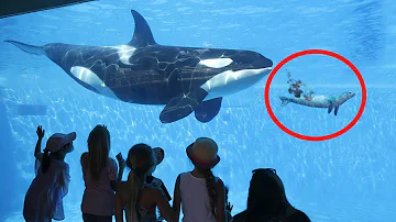 Por que não ir ao SeaWorld?