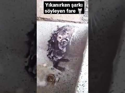 Yıkanırken şarkı söyleyen fare 🐭🐁.