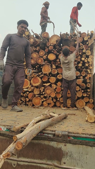 Eucalyptus Tree Nilgiri Wood | Available on IndiaMART 9000042344