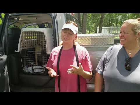 Pretty Girl's Transformation at Canine Center Florida