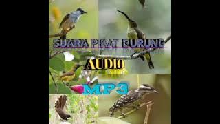 SUARA PIKAT BURUNG #suarapikatburung (Eko Bird Chanel)