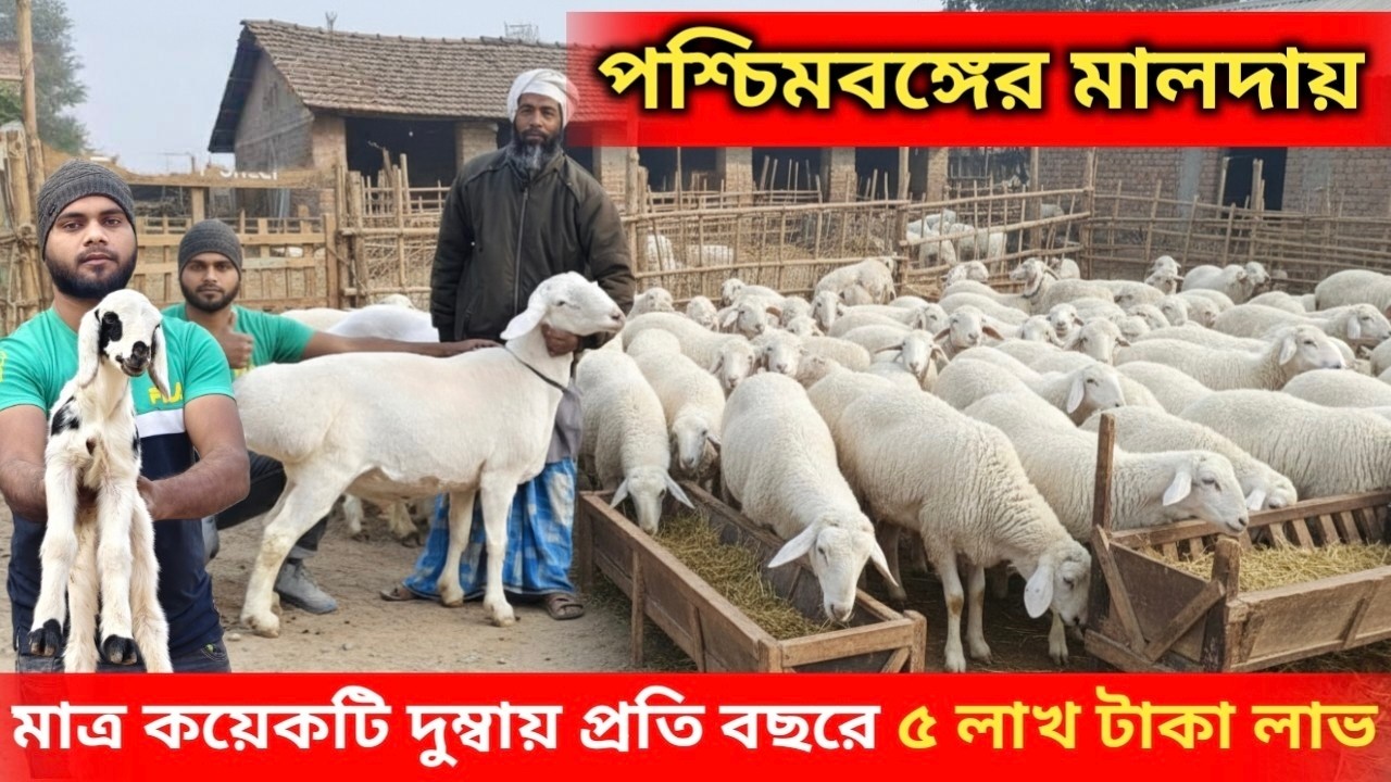 ১১০ কেজি ওজনের তুর্কি দুম্বা! মালদায় দুম্বা পালন করে বছরে ৫ লাখ টাকা লাভ | Dumbar Farm West Bengal