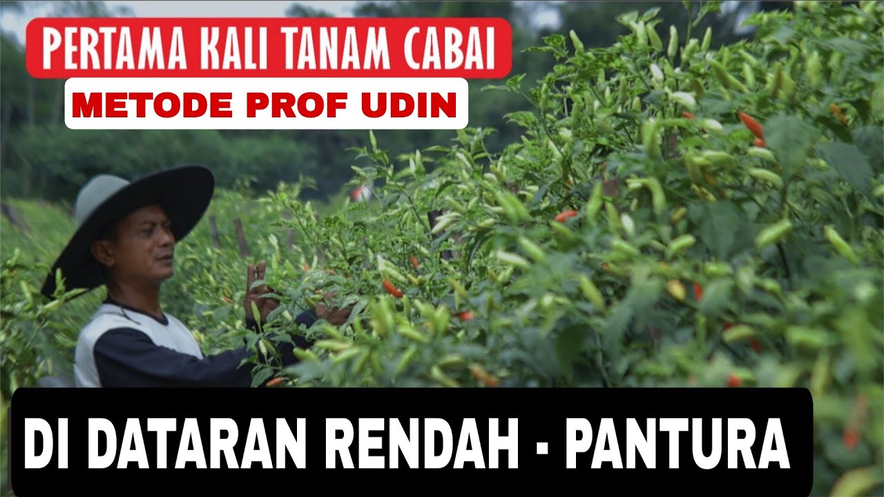 Cabe rawit kaliber juara di PANTURA dengan metode mas udin