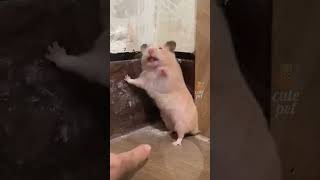 Funny Pet Moments 🤣🤣#Pets #Animals #Funny #Shorts #Tiktok