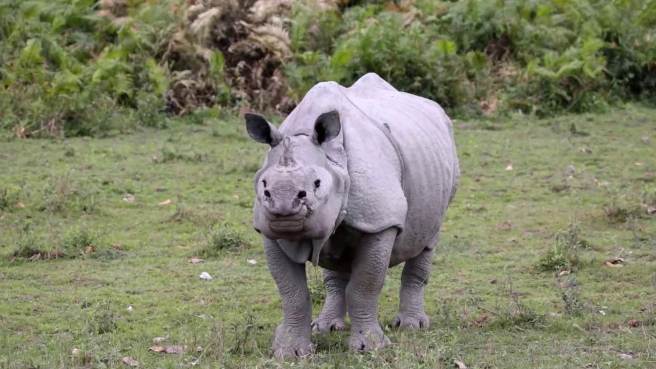 Face Off with the Great Indian rhinoceros (Rhinoceros unicornis),  Kaziranga's Pride!! - YouTube