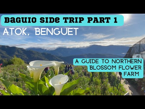 🌲BAGUIO SIDE TRIP Part 1: ATOK,BENGUET | A Guide to NORTHERN BLOSSOM FLOWER FARM #atokbenguet