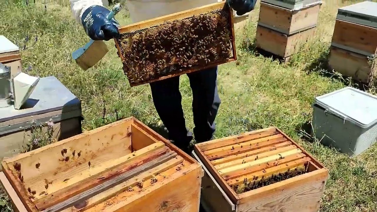 2022 YILI BAL HASADI