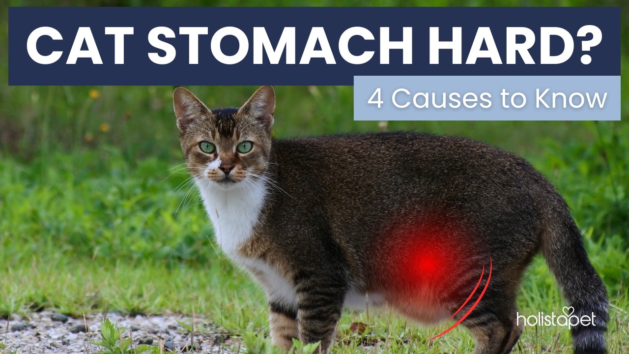 Why Is My Cat’s Stomach Hard  4 Causes Most Owners Don’t Expect