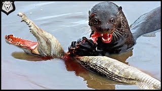 Otter in Action / Otter vs Snake, Crocodile, Monkey