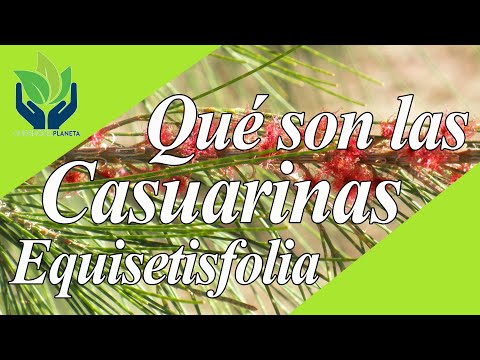 Video: ¿Cuál es el nombre común de Casuarina Equisetifolia?