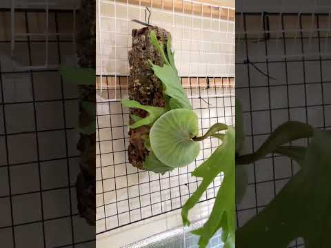 Vídeo: Alimentar una falguera Staghorn: com fertilitzar una planta de falguera Staghorn