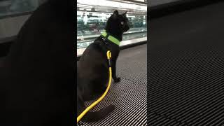 #cat Cat goes to the airport @jjyosh #airport  #CATSmoves #flying #tiktoktravel