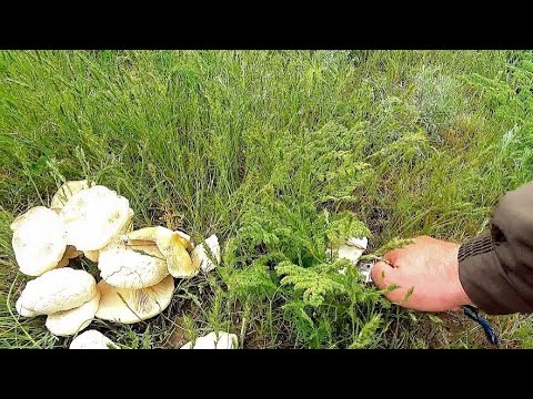 Видео: ГРИБОВ столько,что можно КОСИТЬ КОСОЙ // Тихая охота в степи