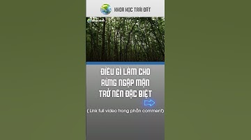 Điều gì làm cho rừng ngập mặn trở nên đặc biệt??| Khoa học Trái đất | Trái Đất có gì? |#shorts