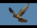 Flight of the Falcon ,GH4, Leica Apo-Telyt 2.8/400mm + 1.4x TC
