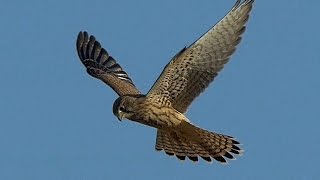 Flight of the Falcon ,GH4, Leica Apo-Telyt 2.8/400mm + 1.4x TC