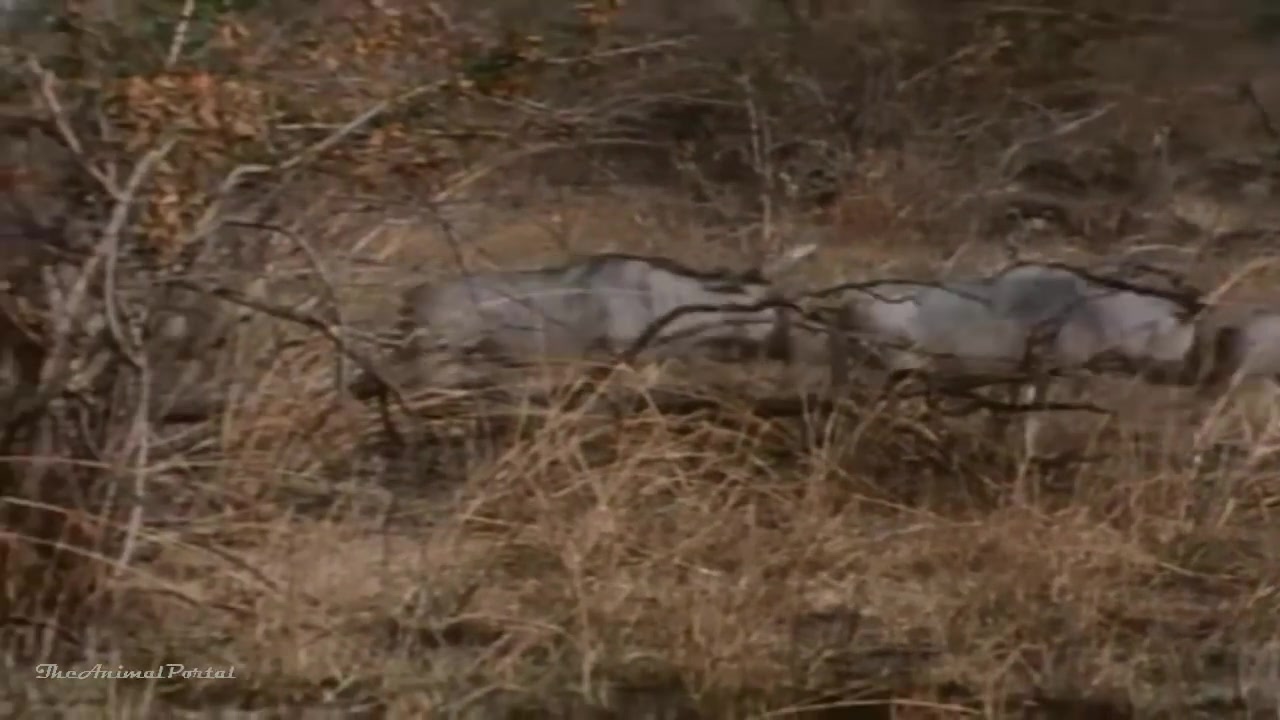 An African Odyssey National Geographic YouTube