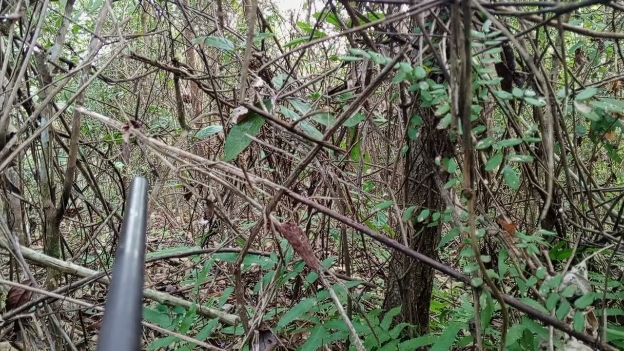 Cuas qaib qus thaum sawv ntxov