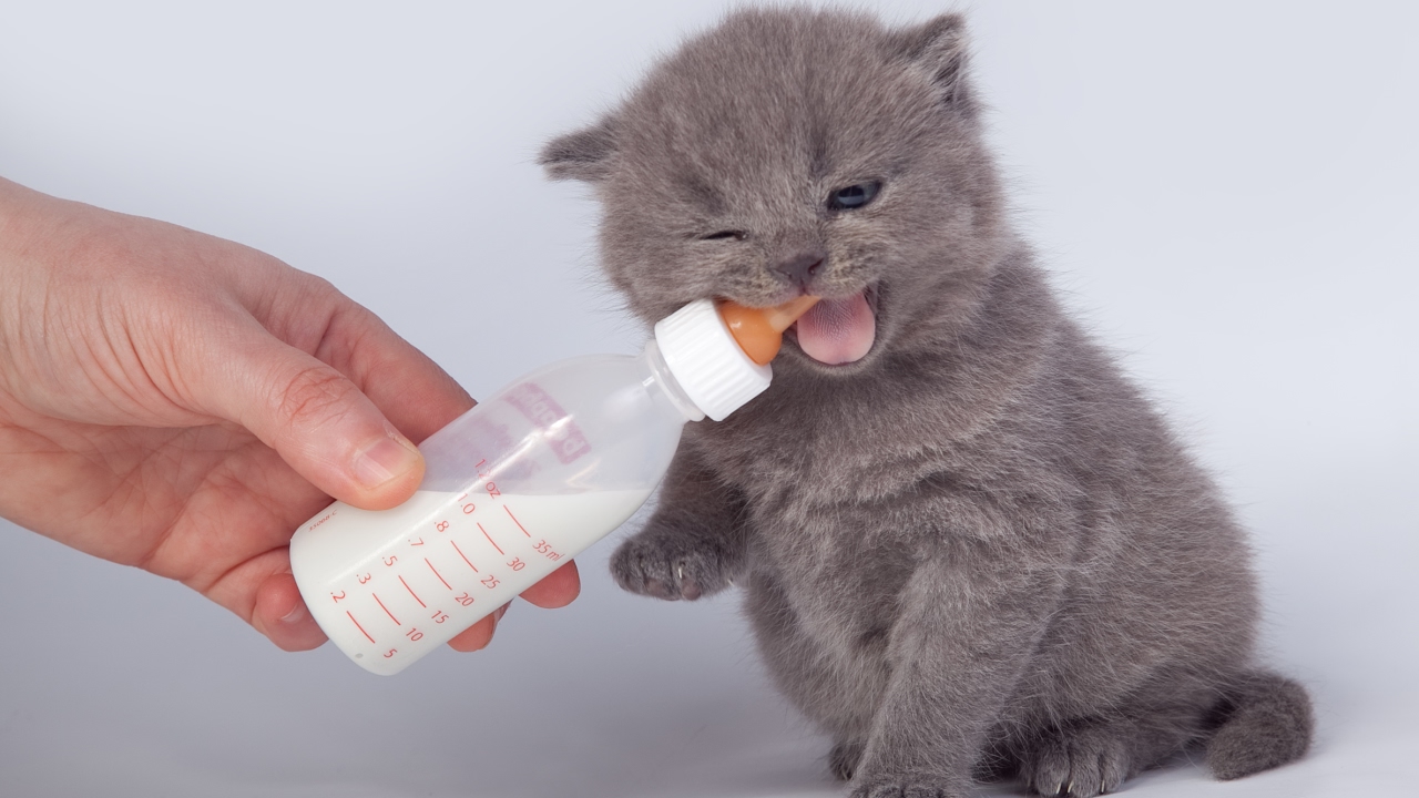 Можно давать собакам валерьянку. Бутылочка для котят. Котенок пьет из бутылочки. Котенок пьет молоко. Котенок пьет молоко из бутылочки.