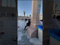 Peaceful vibes at masjid an-nabawi✨🌙 #love #beautful #trending #deeni #islamicbuilding #qurantine