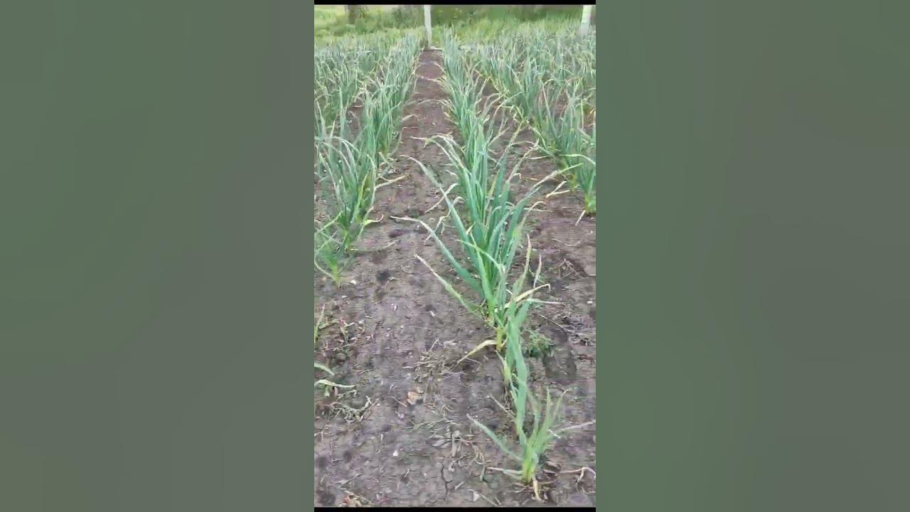 чесночек - YouTube