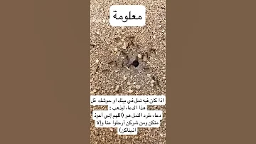 دعاء طرد النمل 
