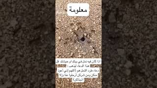 دعاء طرد النمل