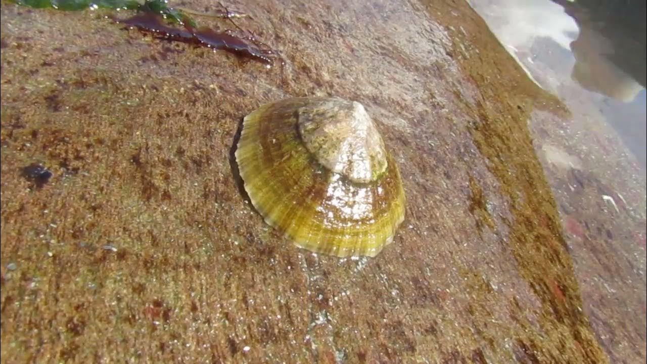 How fast does a limpet move? YouTube