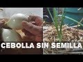 Como cultivar cebolla sin semilla(AGRICULTURA ORGÁNICA)