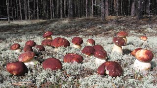 A MILLION PORCINI MUSHROOMS! Day two! RECONCILIATION WITH HIS WIFE! Porcini mushrooms 2020, 2021