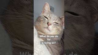 Baji’s Thursday motivation #funny #catlovers #ragdollparcore #britishshorthair #motivational