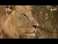 وثائقي أرض الحيوانات المفترسة الأسود ناشيونال جيوغرافيك أبو ظبي 