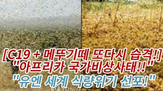 [C19 + 메뚜기떼 또다시 습격!!] 