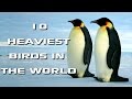 Heaviest Birds in the World Quiz