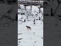 Coyote's Arctic Trek? Look Again...