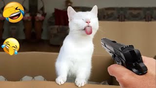 Funny Cat Video Compilation😹World's Funniest Cat Videos😺Funny Cat Videos Try Not To Laugh😺#1