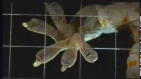 Gecko Adhesion as a Model System: Video 3