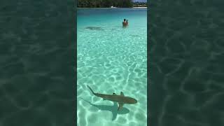 Tahiti :swimming with sharks