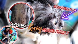 Cat Grooming with many thousand mites, fungal all over the body, scabies and dreadlocks