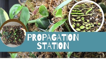 Growing Wet Sticks! Propagation Box Updates!
