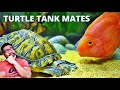 Best Fish for Turtle Tank: Creating a Diverse and Visually Stunning Habitat