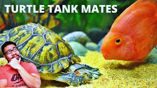 Top 5 Fish For Turtle Tank Mates
